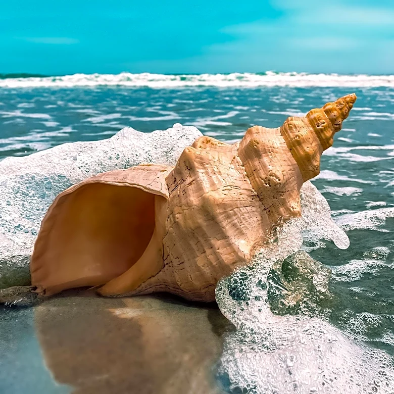 Mobile Queen Conch Hatcheries Deployed in Caribbean to Combat Species Decline and Engage Communities