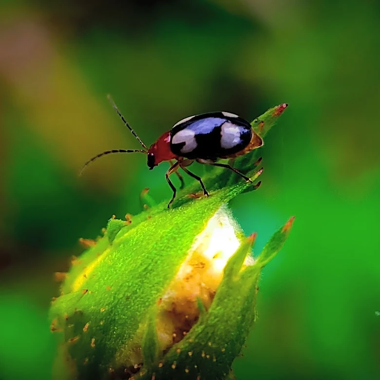 Figeater Beetle Population Surges in Los Angeles, Causing Public Encounters