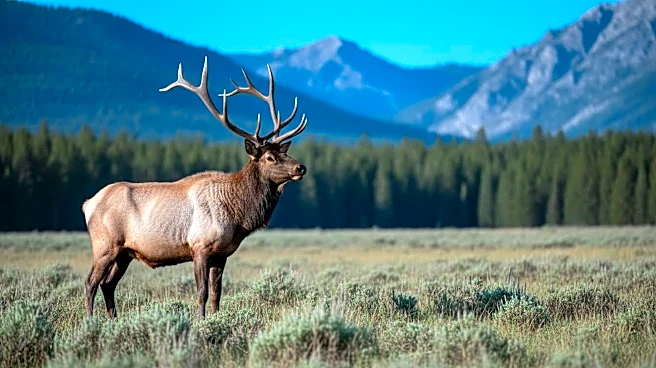 Idaho Fish and Game Announces Winners for Second 2026 Super Hunt Drawing