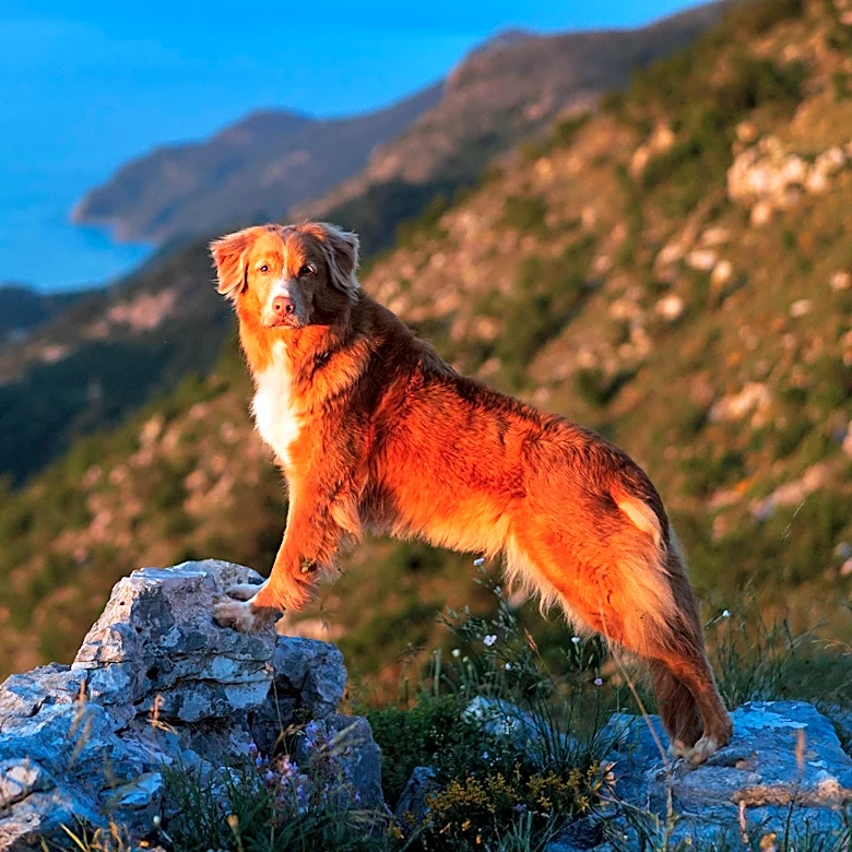 Dog Rescued from Tennessee Cliff After 17-Hour Ordeal