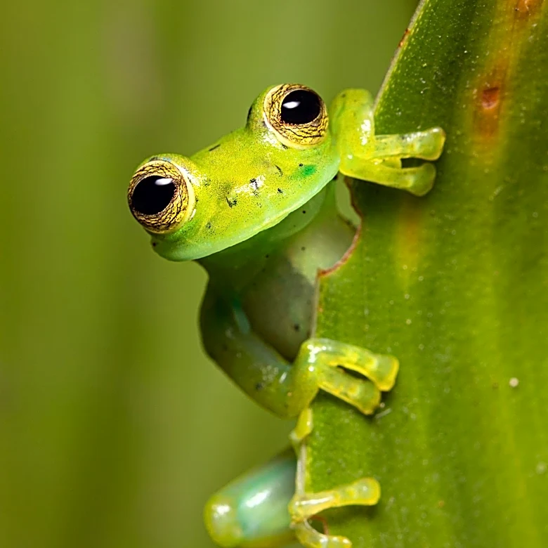 VICE Documentary Explores Kambo Frog Venom Use Among Suburbanites in the UK