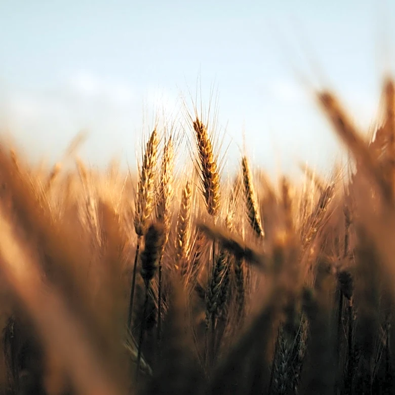 Soil Bacteria Protect Wheat from Pathogenic Fungus, Offering New Agricultural Solutions