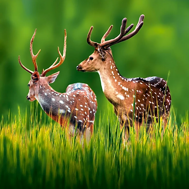 Delaware Implements Emergency Ban on Deer Hunting Techniques to Combat Chronic Wasting Disease