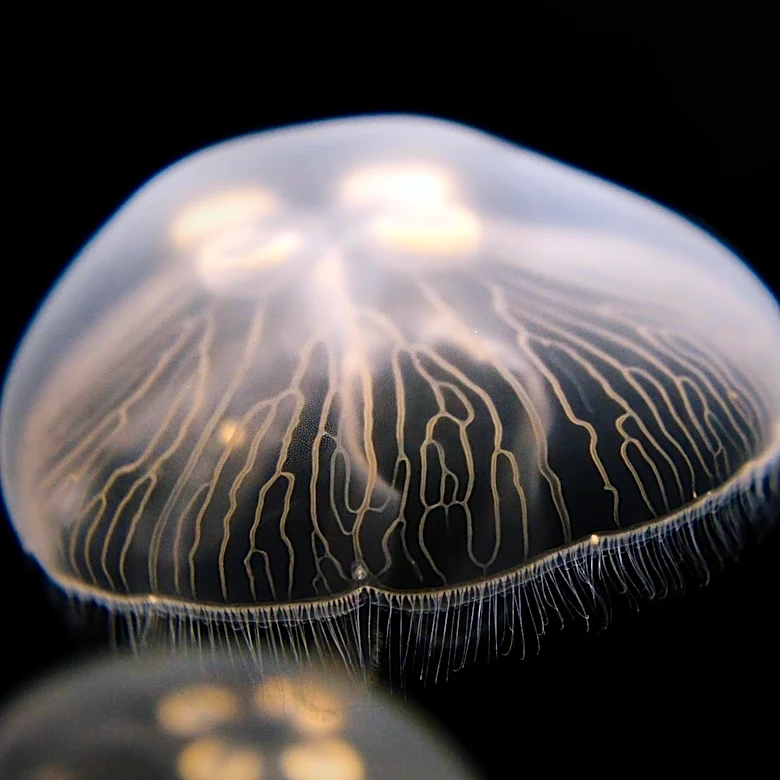 Florida Opens First U.S. Museum Solely Dedicated to Jellyfish