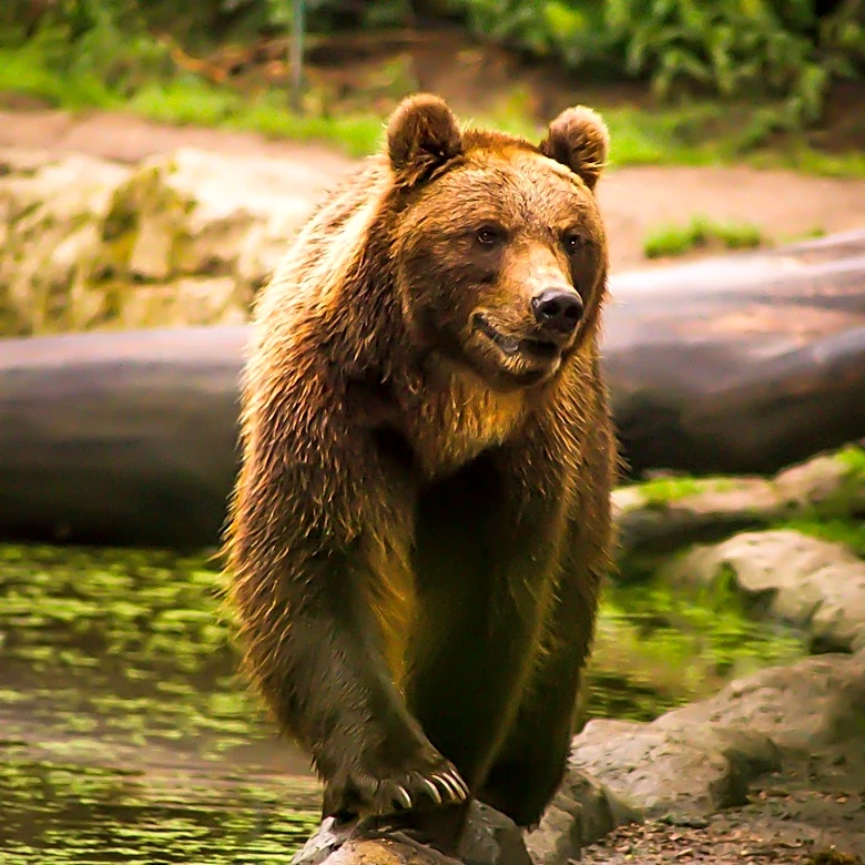 Rehabilitated Orphan Grizzly Bears Face High Mortality Rates Post-Release in British Columbia
