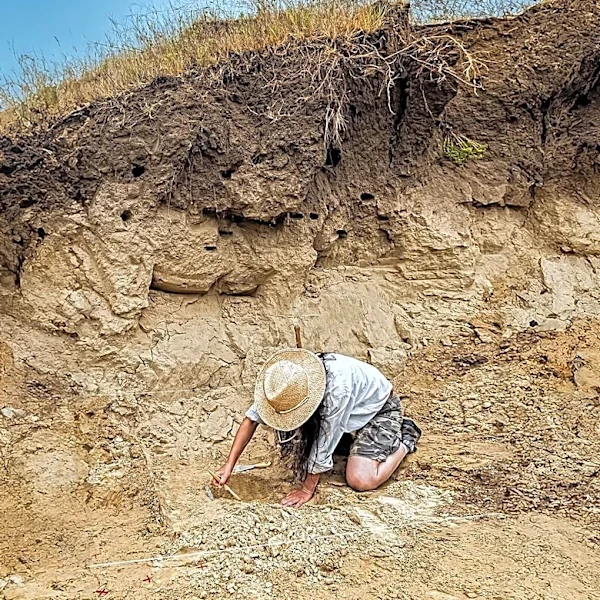 Paleontologists Warn of Modern Forest Decline Echoing Ancient Warming Event