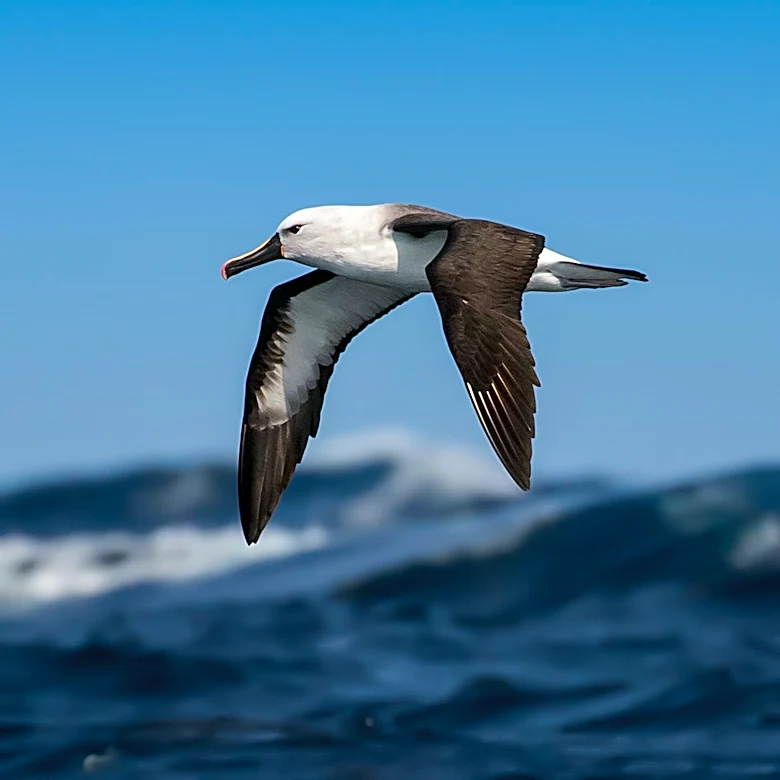 Australia Confirms First Mass Seabird Deaths from H5N1 Avian Flu Strain