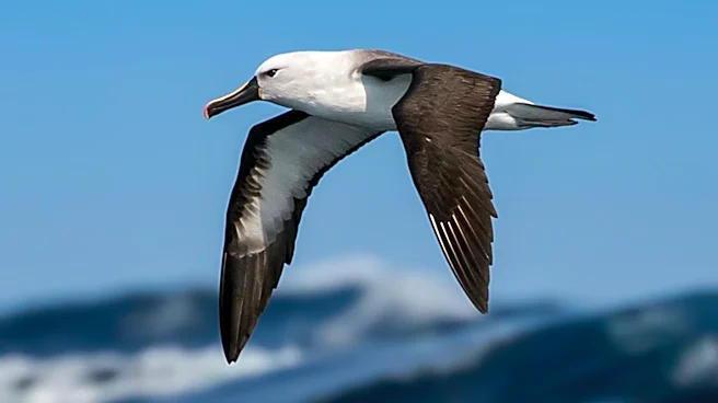 Australia Confirms First Mass Seabird Deaths from H5N1 Avian Flu Strain