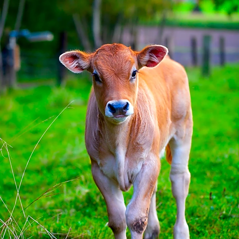 Angus Calf Rescued from San Antonio Walmart Parking Lot and Drainage Tunnel