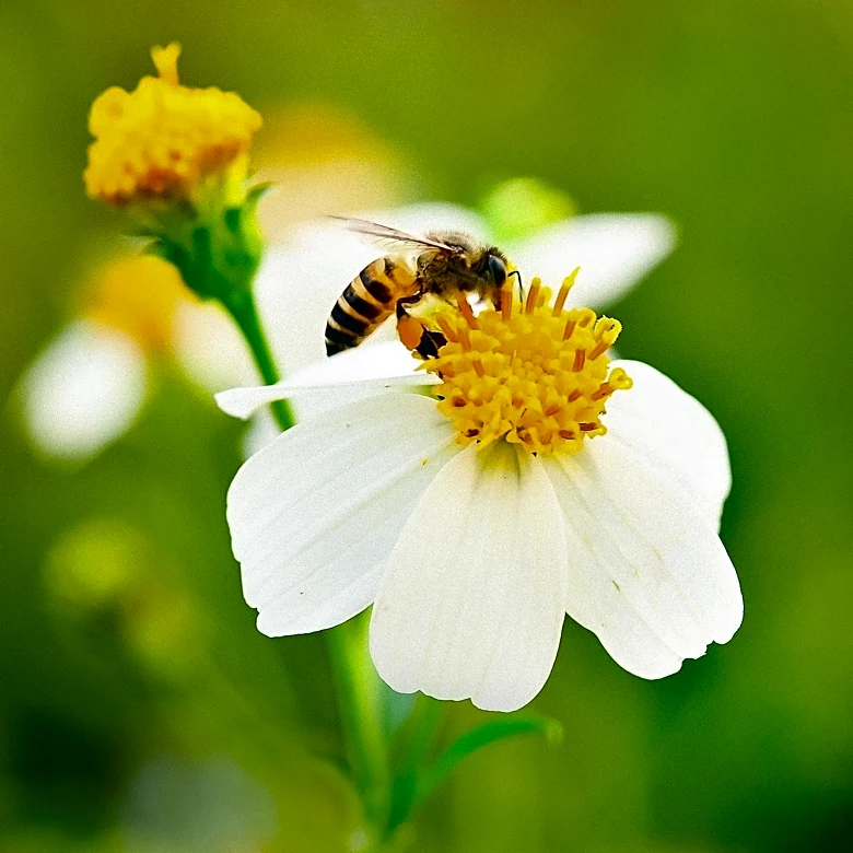 Senators Merkley and Wyden Secure Federal Funding for Pollinator Habitat Expansion in Oregon
