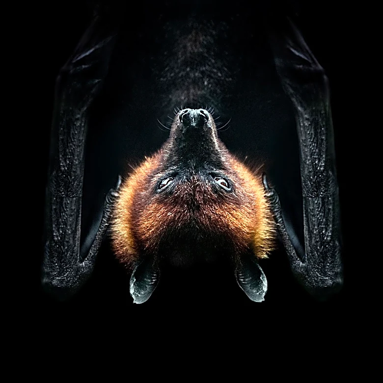 Vampire Bats Exhibit Reciprocal Altruism, Remembering Past Favors in Blood Sharing