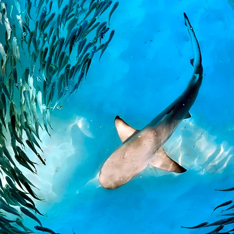 Bay Head Police Ban Drone Fishing for Sharks Citing State Wildlife Law