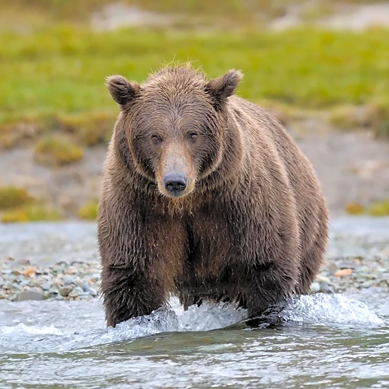 Alaska Marathon Athlete Fends Off Brown Bear Attack with Bear Spray