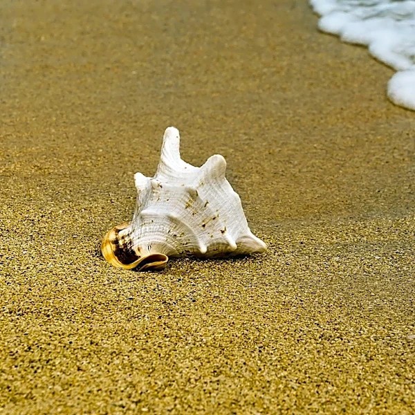Environmental Groups Sue National Marine Fisheries Service Over Queen Conch Habitat Protection
