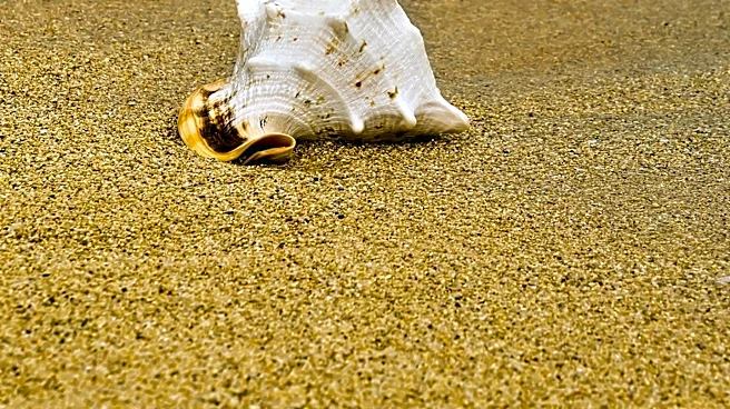 Environmental Groups Sue National Marine Fisheries Service Over Queen Conch Habitat Protection