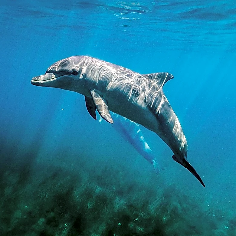 Researchers Uncover Distinct Dolphin Communication Patterns Off Florida Coast