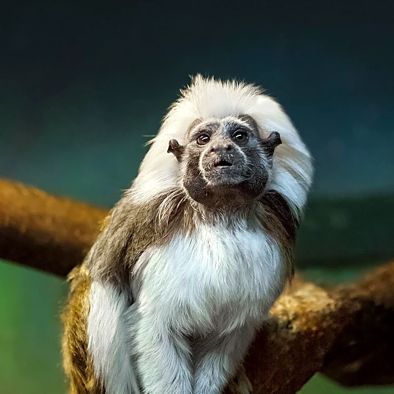 NIU Anthropologist Receives NSF Grant for Bolivian Rainforest Research on Tamarin Monkeys