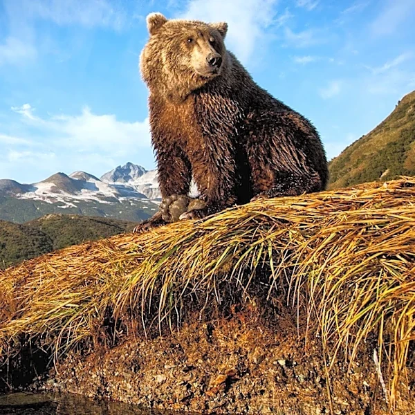 Alaska's Brooks Falls Bearcam Becomes Summer Hit with Millions of Views