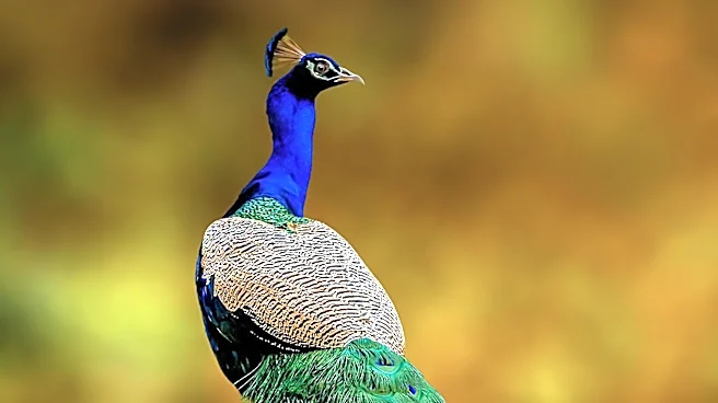 Maine Residents Face Complex Regulations for Peacock Ownership