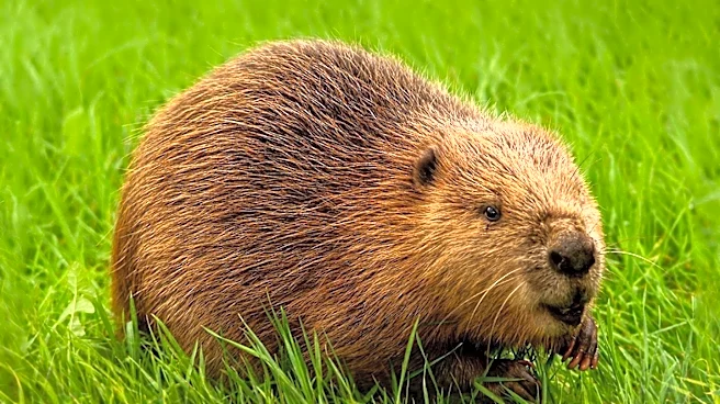 Rabid Beaver Found Dead in Seneca Creek State Park, Montgomery County