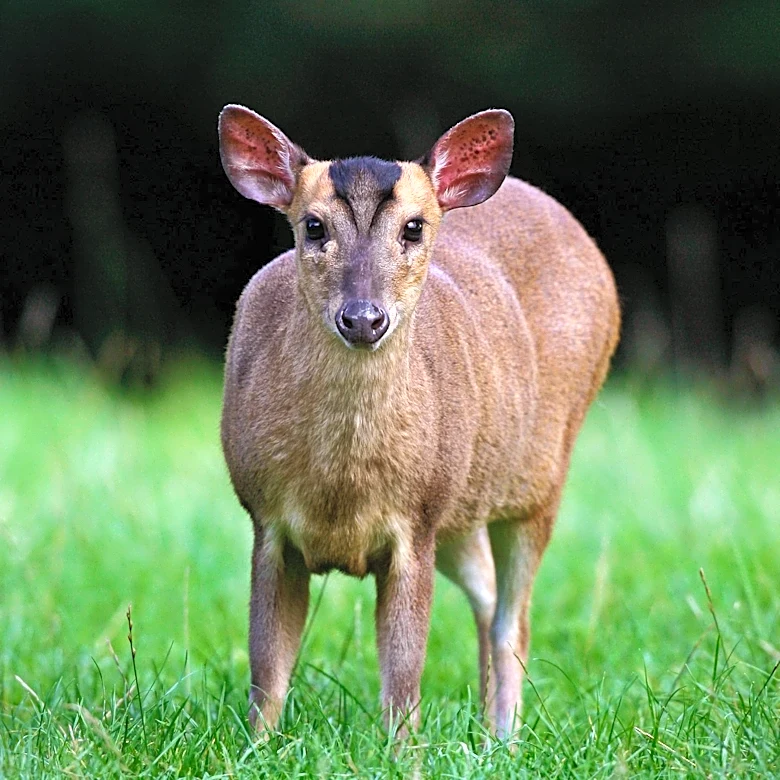 Wisconsin DNR Confirms Epizootic Hemorrhagic Disease Outbreak Killing Deer in Washington County