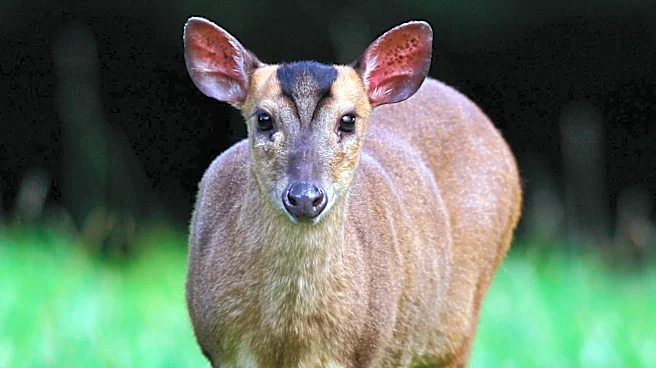 Wisconsin DNR Confirms Epizootic Hemorrhagic Disease Outbreak Killing Deer in Washington County
