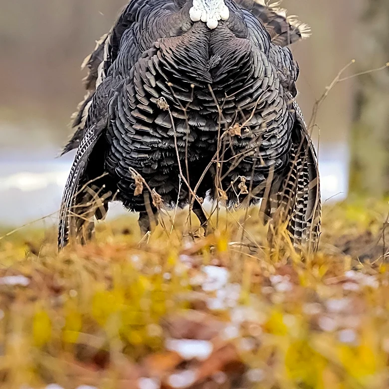 Wild Turkeys Cause Multiple Power Outages in California Coastal Town
