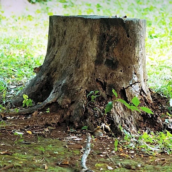 Camper Dies After Tree Falls at YMCA Camp Chickami in Wayland, Massachusetts
