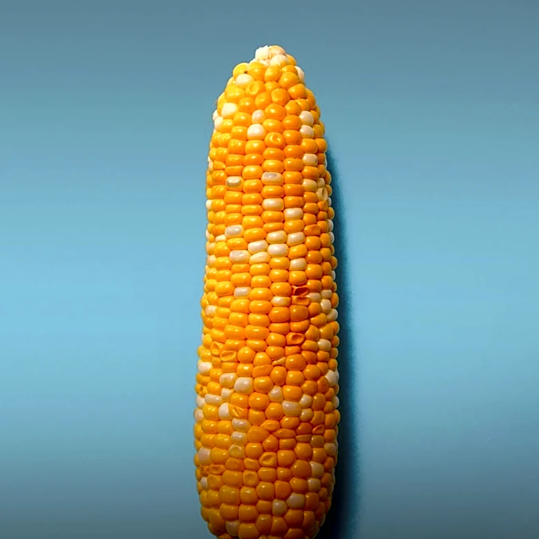 Upper East Side Preschoolers' Corn Project Vandalized; NYPD Investigating