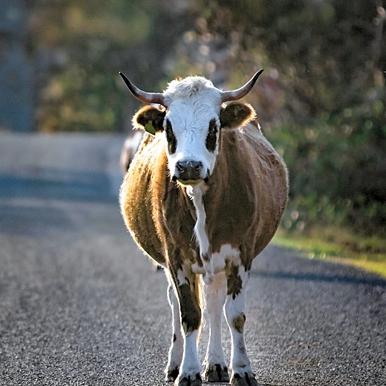 Bull Calf Leads San Antonio Animal Care Officers on Chase Through Walmart Parking Lot and Drainage Tunnel