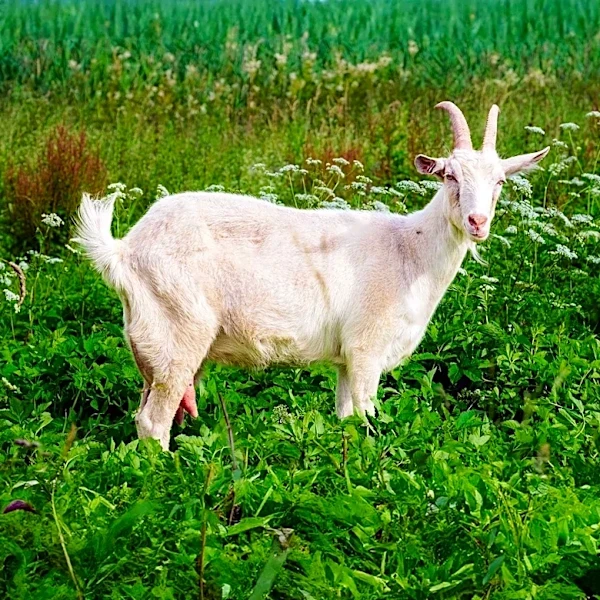 Mishawaka Deploys Additional Goats for Riverbank Vegetation Management