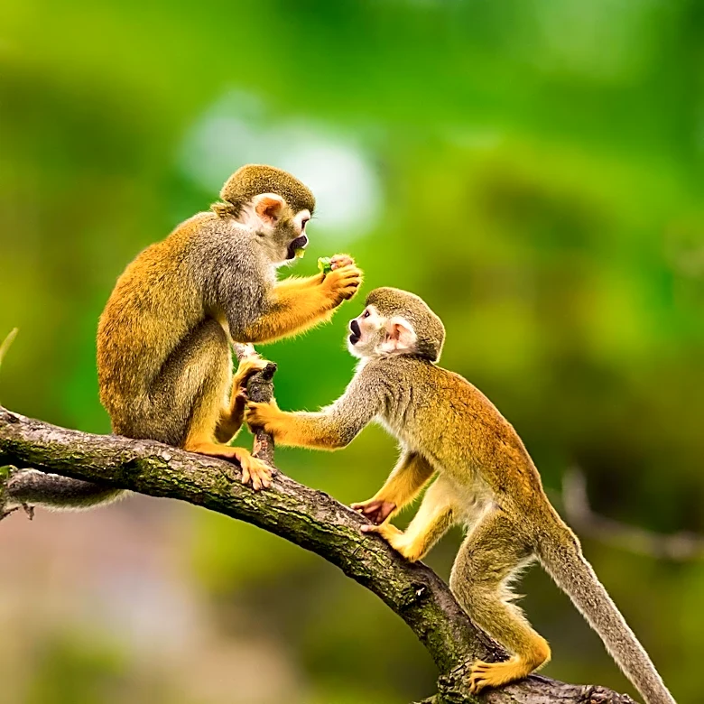 Study Reveals Widespread Primate Interactions with Other Species, Challenging Pet-Keeping Origins