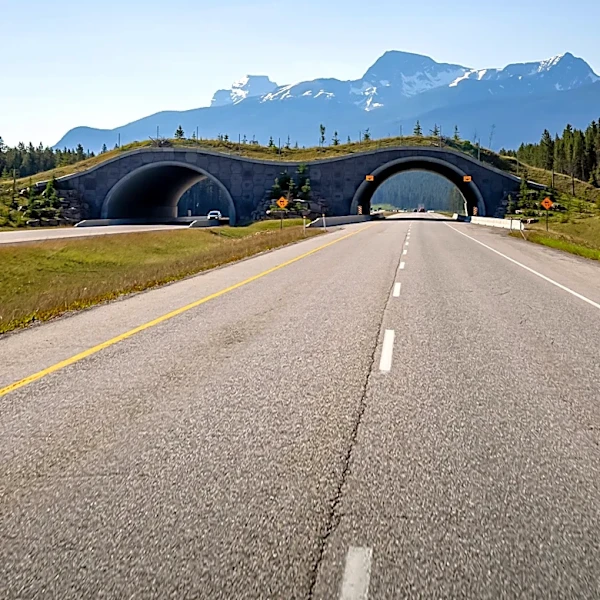 Federal Judge Halts Alaska Land Swap for Road Construction Through Wildlife Refuge