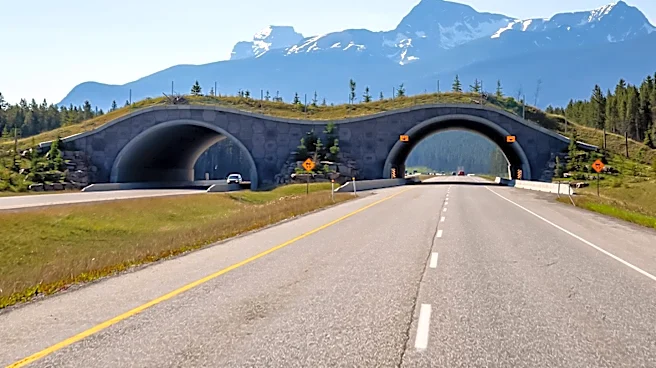 Federal Judge Halts Alaska Land Swap for Road Construction Through Wildlife Refuge