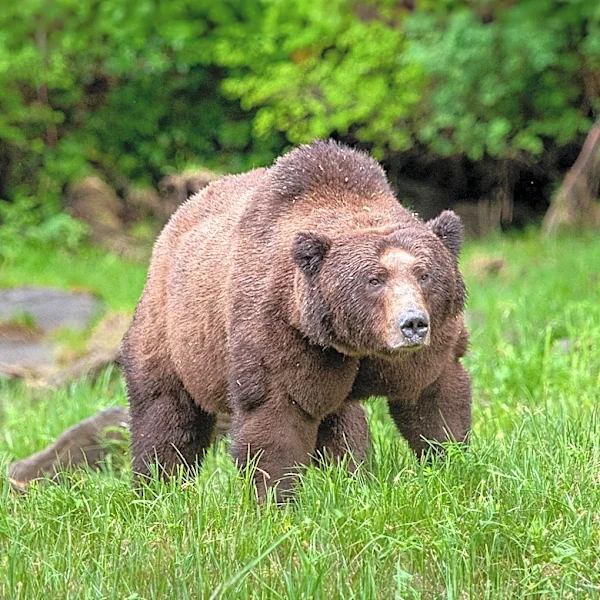 Woman Attacked by Brown Bear on Kodiak Island, Alaska