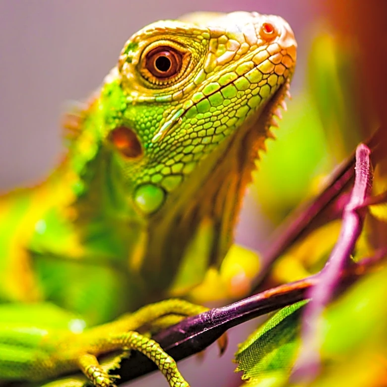 U.S. Border Agents Uncover Reptile Smuggling Operation at US-Mexico Border