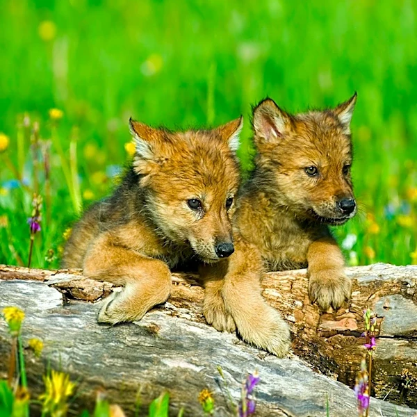 Detroit Boy Rescues Baby Coyote Mistaken for Puppy, Leading to Wildlife Rehabilitation