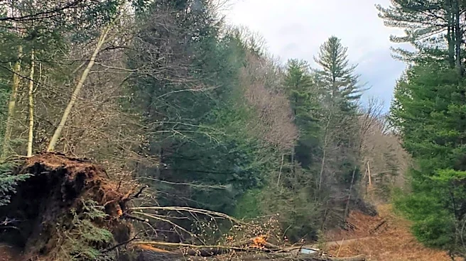 Large Tree Falls on Lakeville, Massachusetts Home, Causing Extensive Damage and Minor Injury