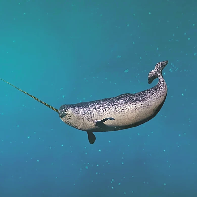 New Research Uncovers Secret Behind Narwhal Tusk's Straight Growth