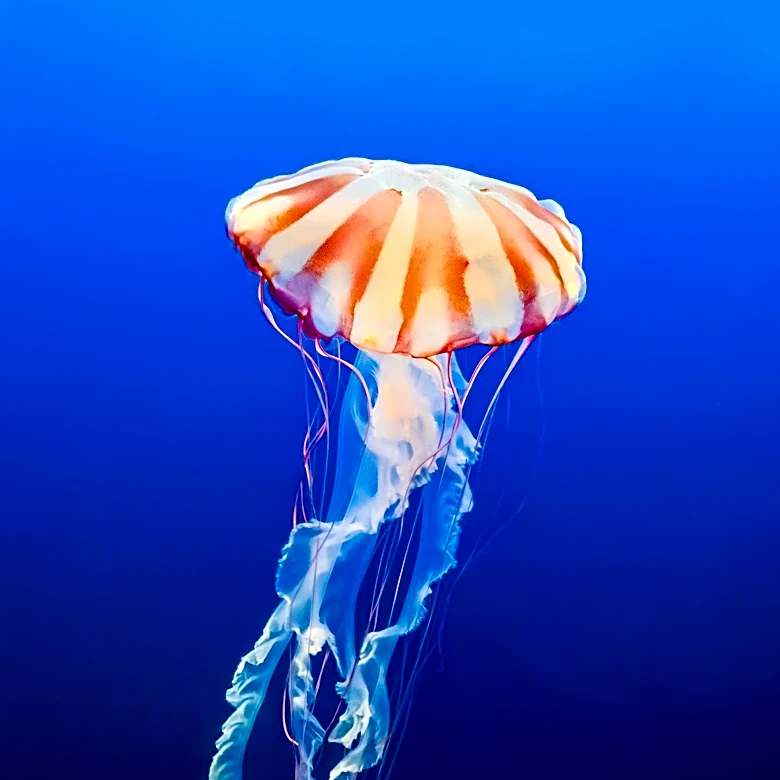 Florida Museum Becomes First in U.S. Dedicated Exclusively to Jellyfish