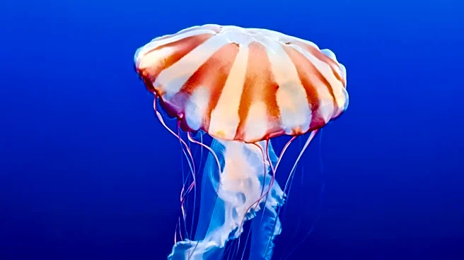 Florida Museum Becomes First in U.S. Dedicated Exclusively to Jellyfish