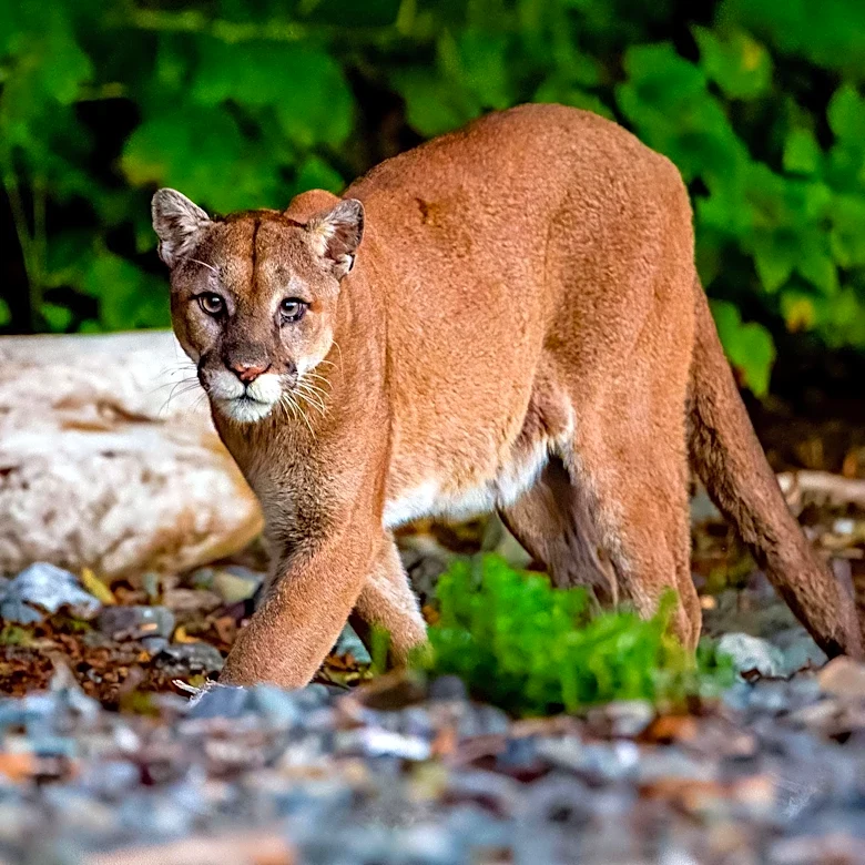 Idaho Hunting Guides Avoid Prison Time for Illegal Cougar Kills, Ordered to Pay Substantial Fines and Restitution