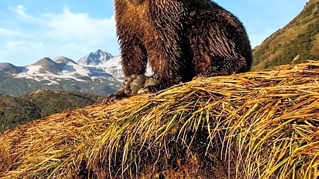 Alaska Marathon Athlete Uses Bear Spray to Repel Brown Bear Attack on Trail