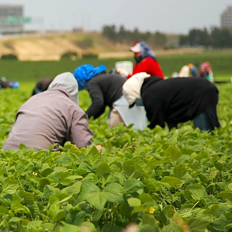 U.S. Food System Relies on Transnational Labor, Exposing Migrant Workers to Health Risks and Economic Inequity