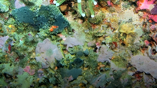 New Coral Species Discovered in Costa Rica's Deep Pacific Requires New Family Classification