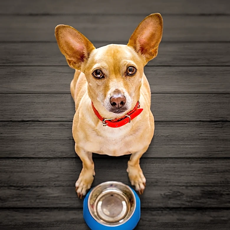 Oma’s Pride Recalls Nearly 3,900 Pounds of Dog Food Due to Salmonella Contamination