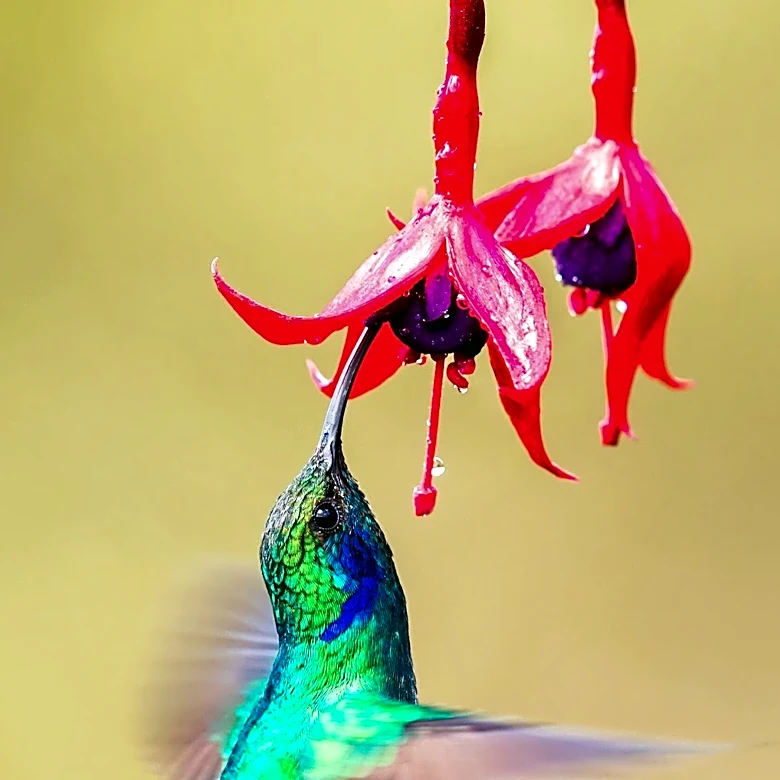Hummingbird Feeders Recommended Through Fall to Aid Migrating Birds