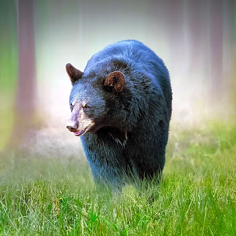 Colorado Parks and Wildlife Issues Warning After Bear Dies Trapped in Unlocked Vehicle