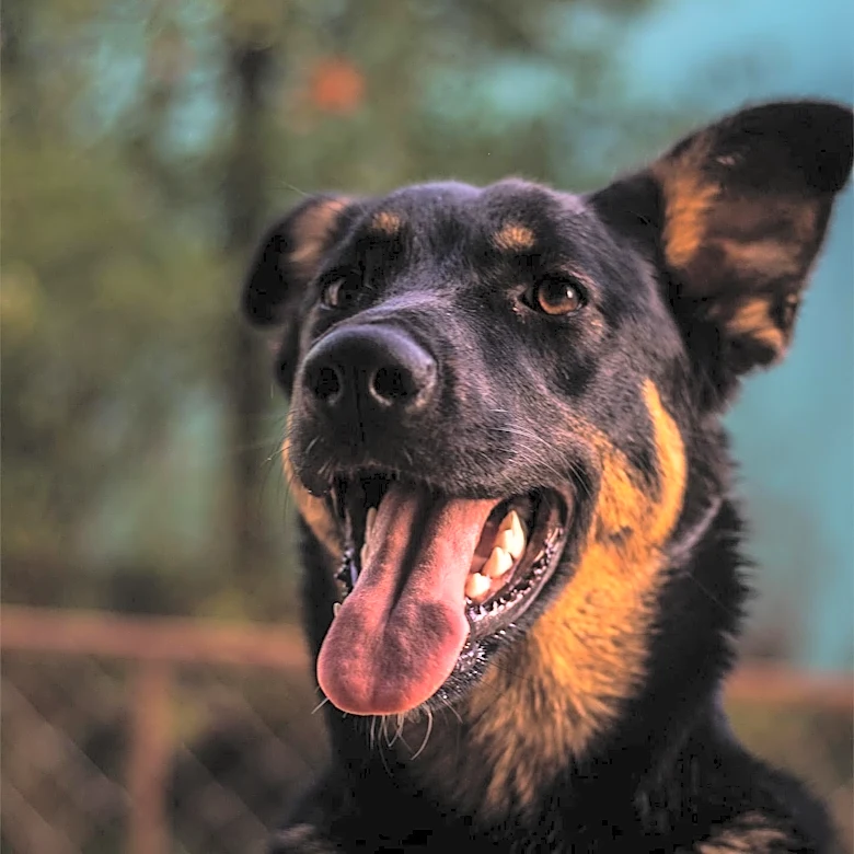 Pitt County Man Arrested on Animal Cruelty Charge for Beating a Dog
