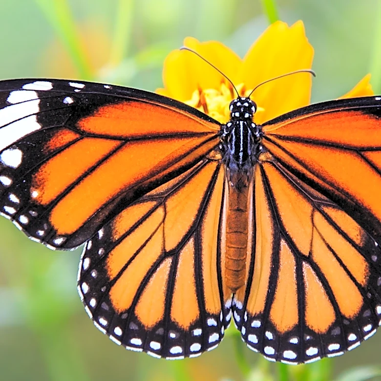 Monarch Butterfly Conservation Efforts Focus on Late-Season Nectar Plants and Milkweed to Support Migration